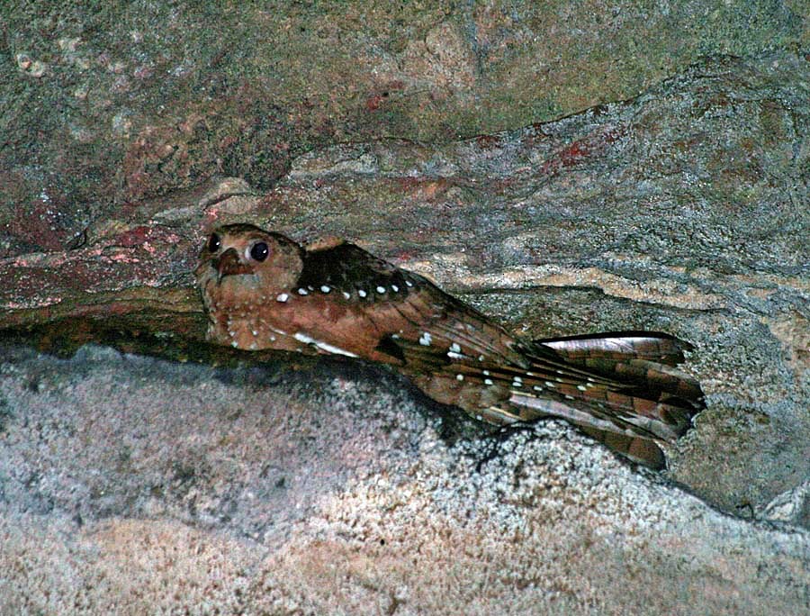 Oilbird - ML623281266