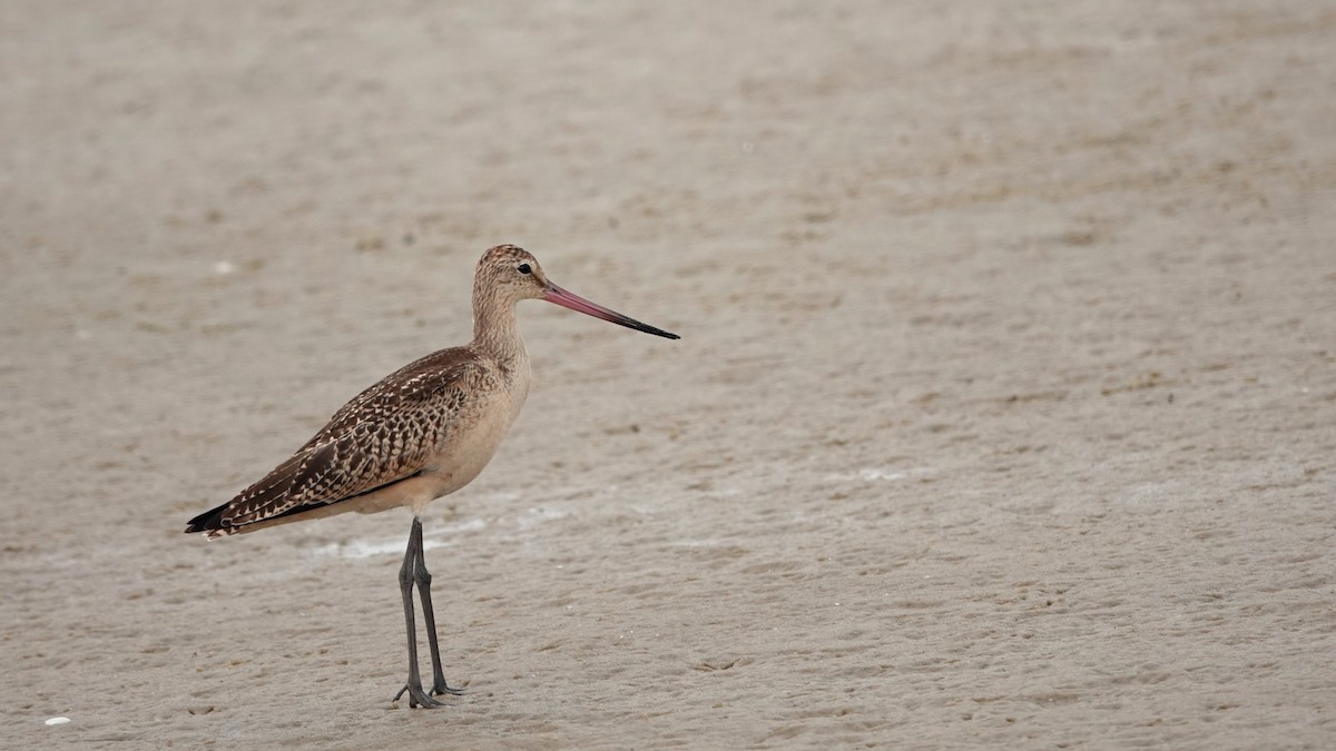 Marbled Godwit - ML623281273