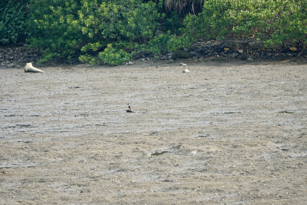 Black-capped Kingfisher - ML623281497