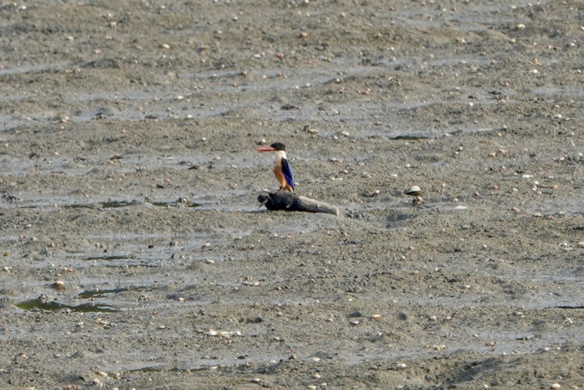 Black-capped Kingfisher - ML623281498