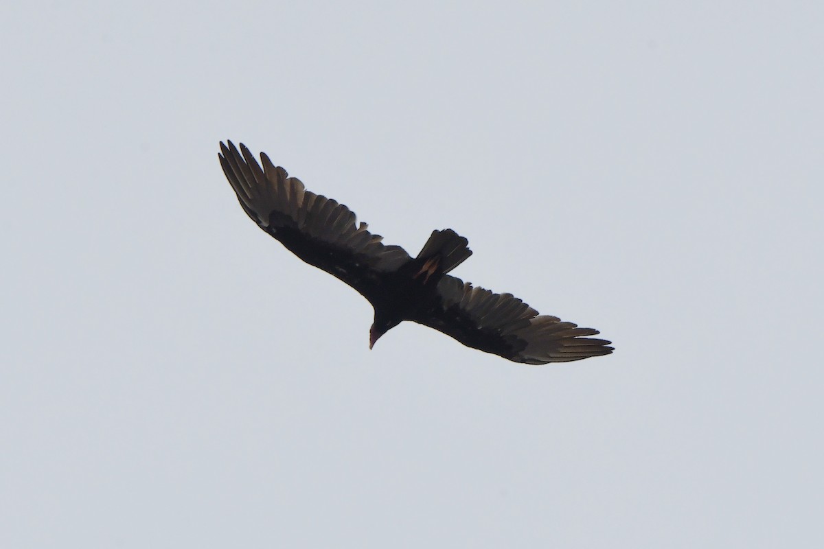 Turkey Vulture - ML623281504