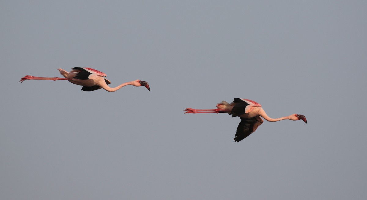 Lesser Flamingo - ML623281506