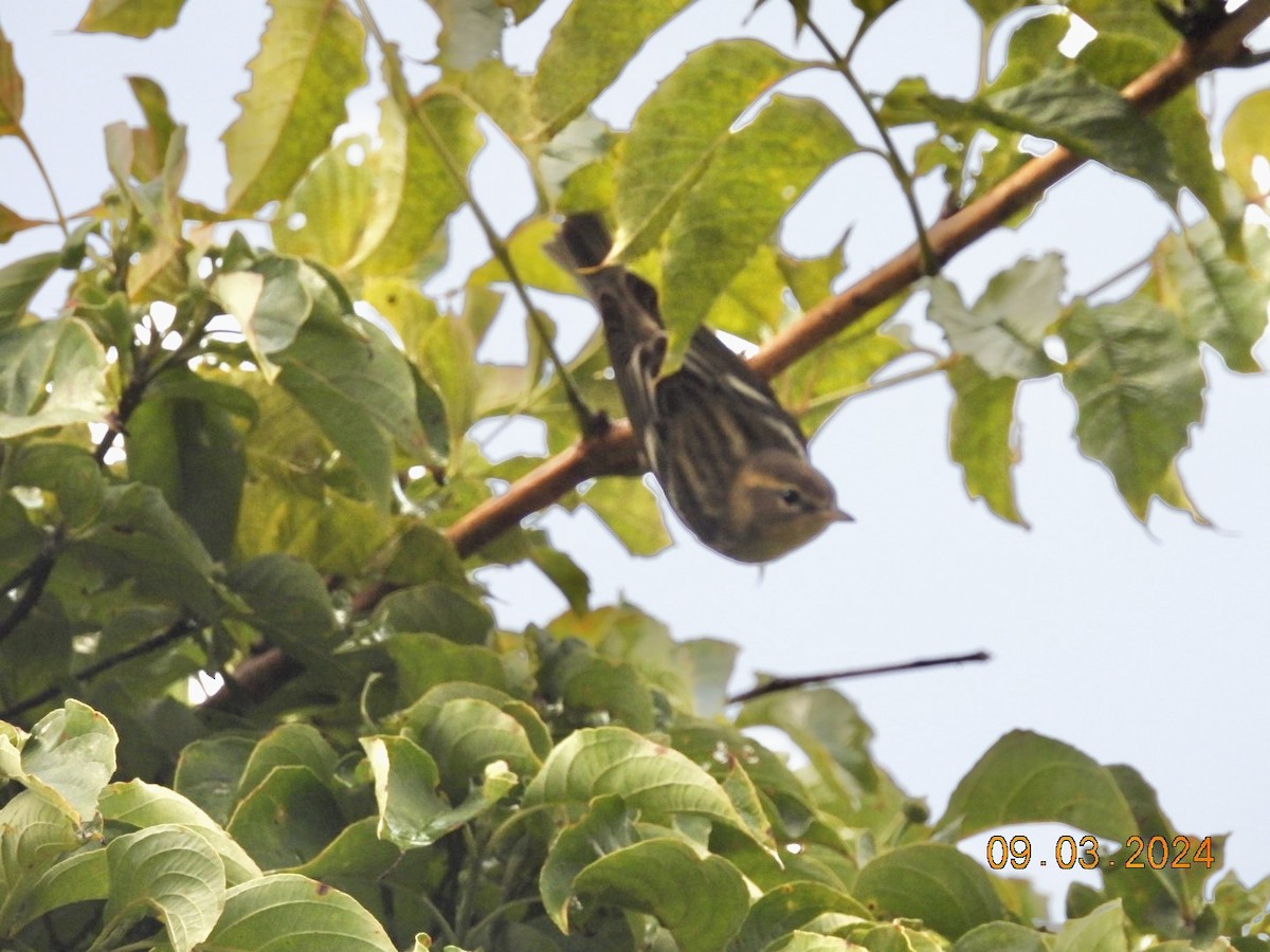 Blackburnian Warbler - ML623281535