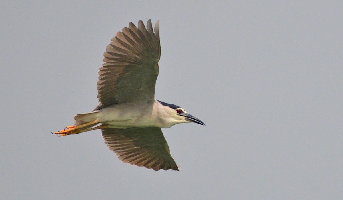 Black-crowned Night Heron - ML623281560