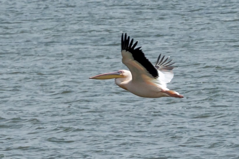 Great White Pelican - ML623281561