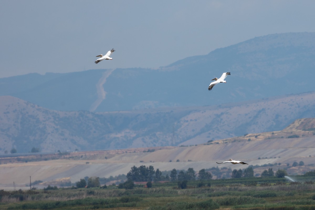 Great White Pelican - ML623281562
