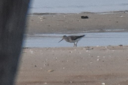 Terek Sandpiper - ML623281570