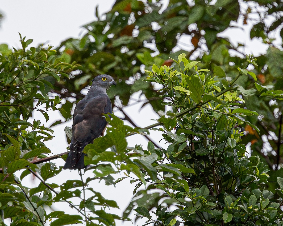 Pacific Baza - ML623281630