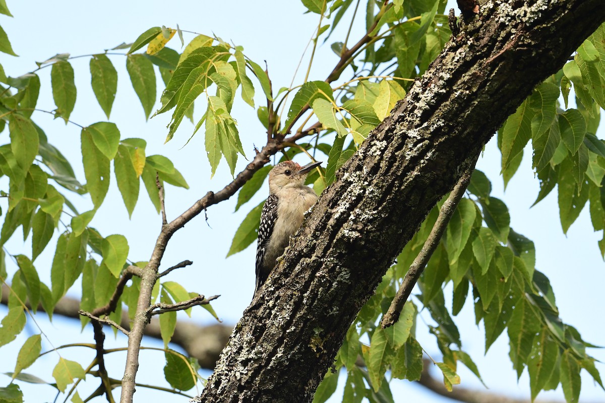 Red-bellied Woodpecker - ML623281638