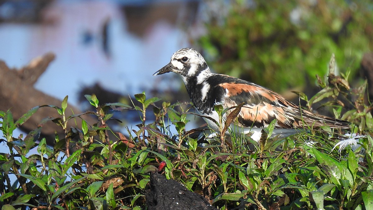 Ruddy Turnstone - ML623281648