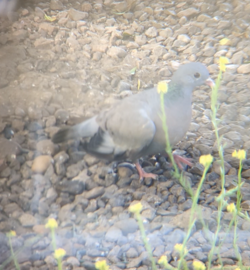 Stock Dove - ML623281650