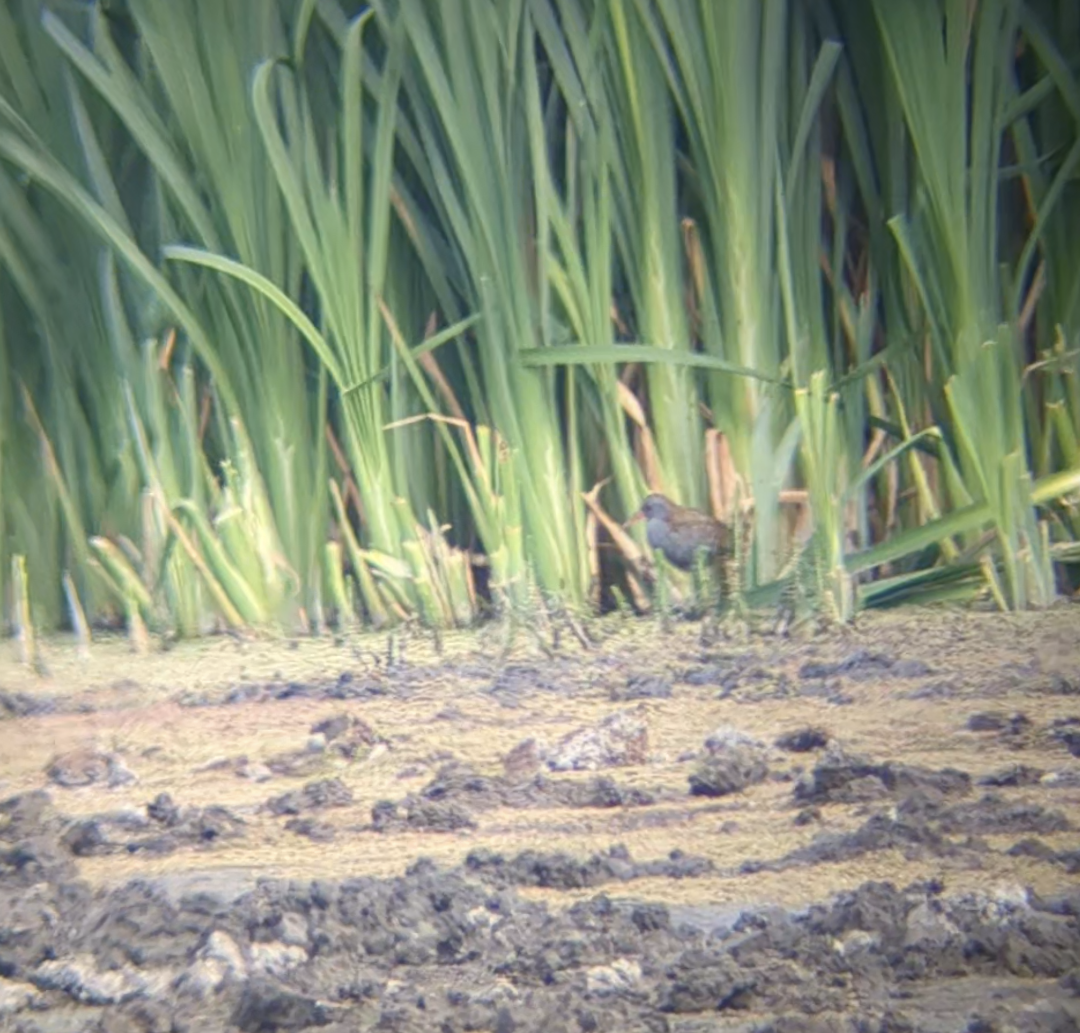 Water Rail - ML623281658