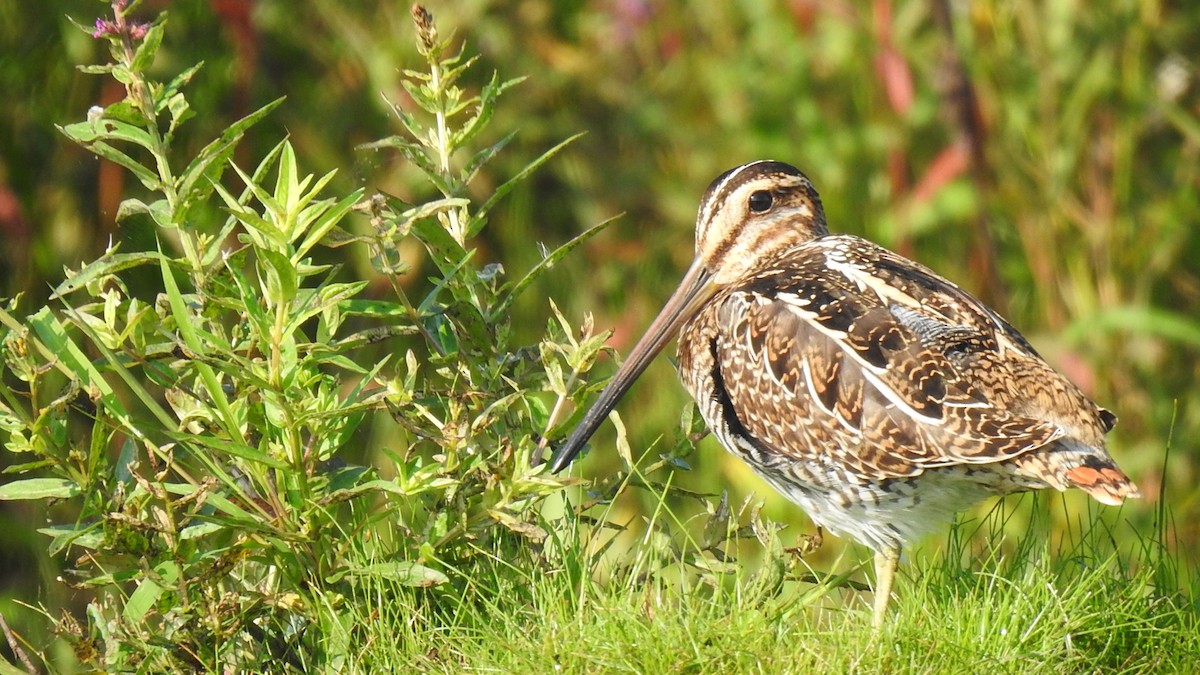 Wilson's Snipe - ML623281659