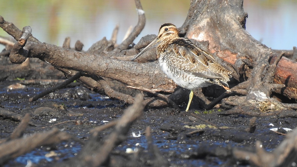 Wilson's Snipe - ML623281660