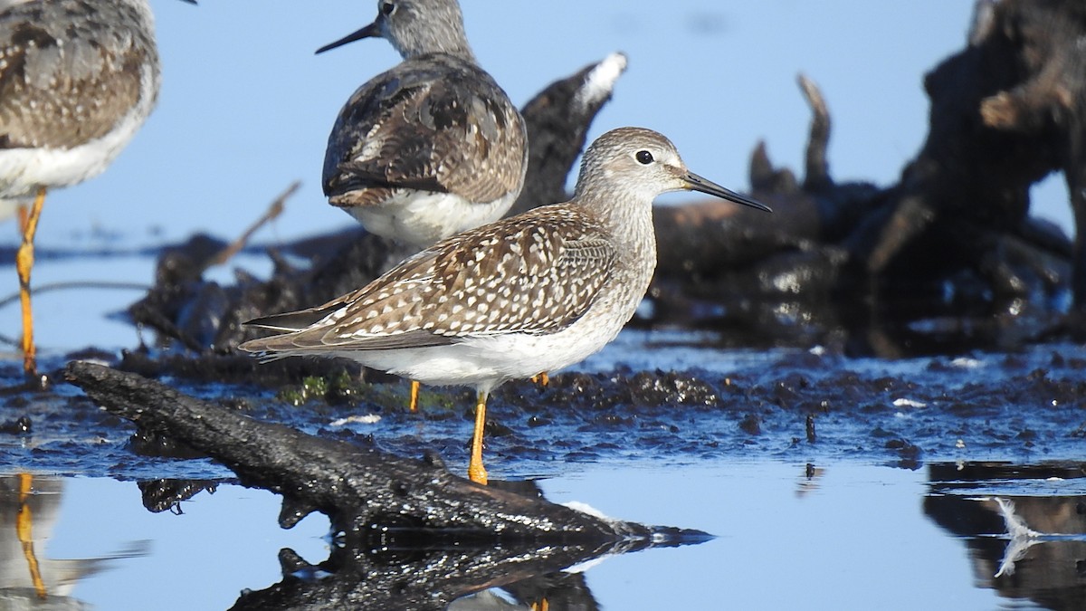 Lesser Yellowlegs - ML623281662