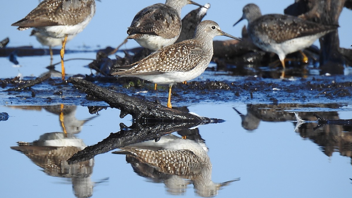 Lesser Yellowlegs - ML623281663