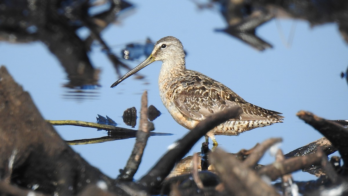 Long-billed Dowitcher - Desmond J MacNeal