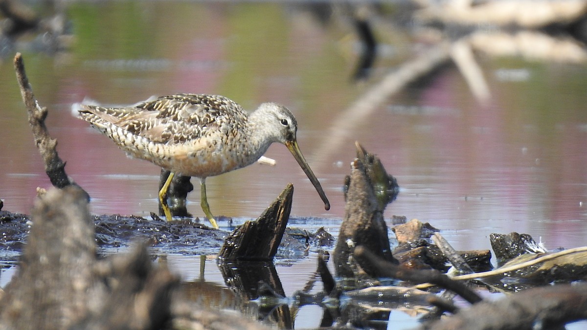 Long-billed Dowitcher - ML623281671