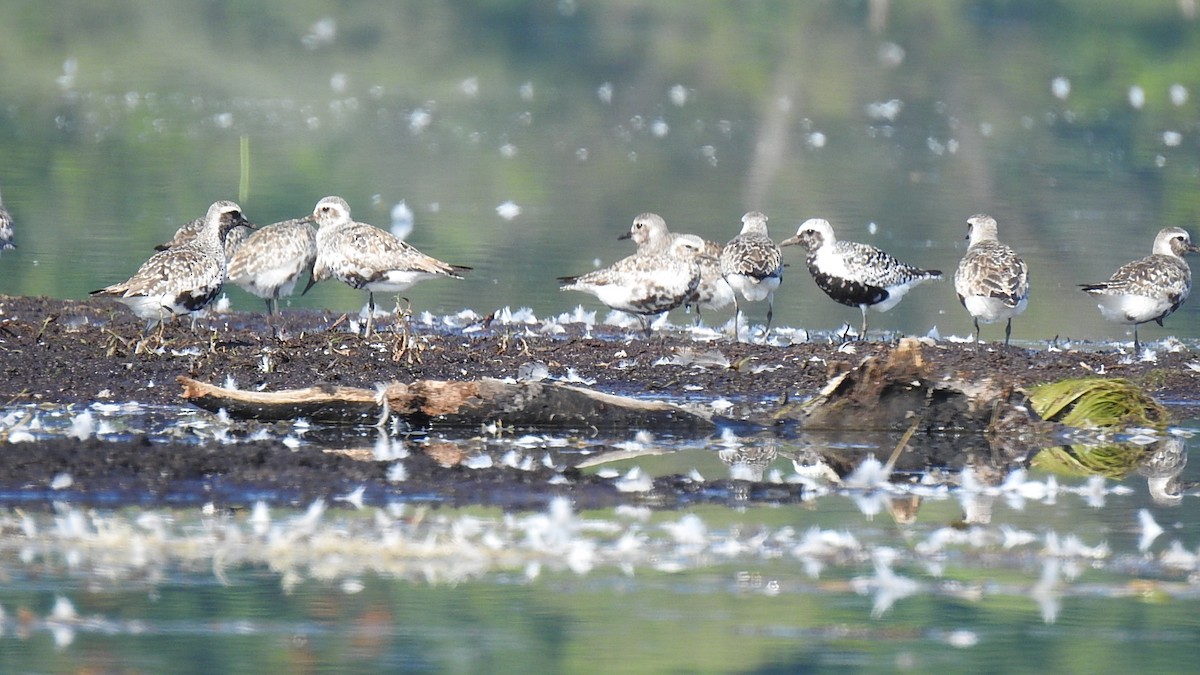 Black-bellied Plover - ML623281673