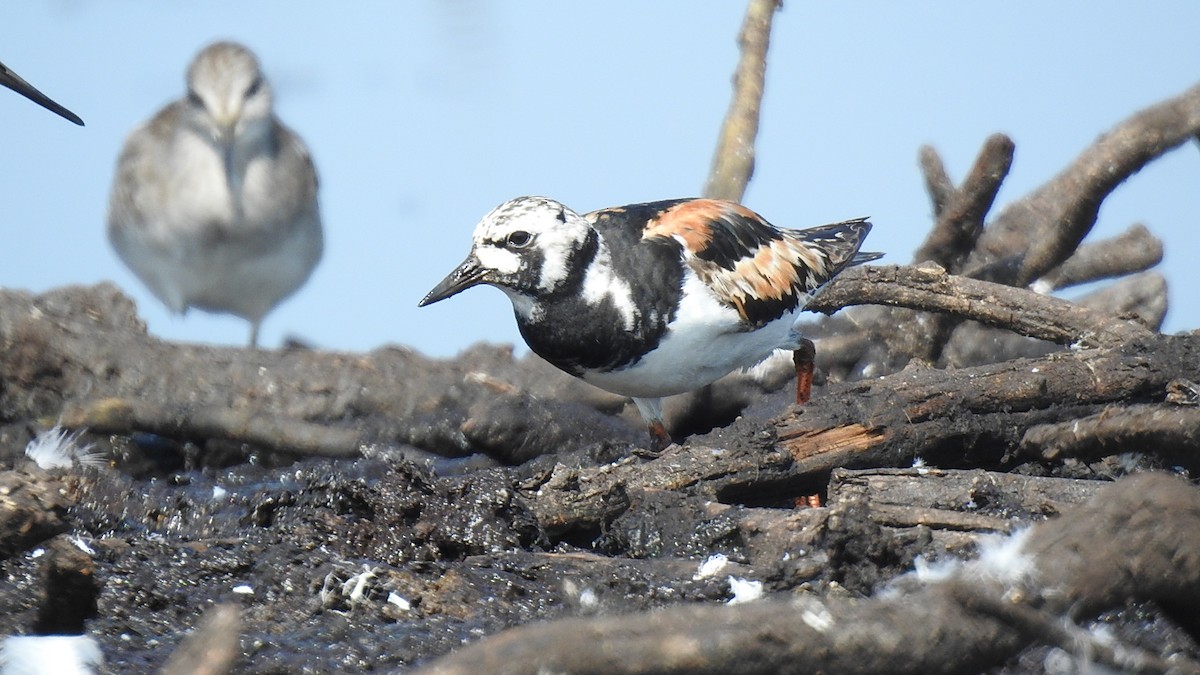 Ruddy Turnstone - ML623281678