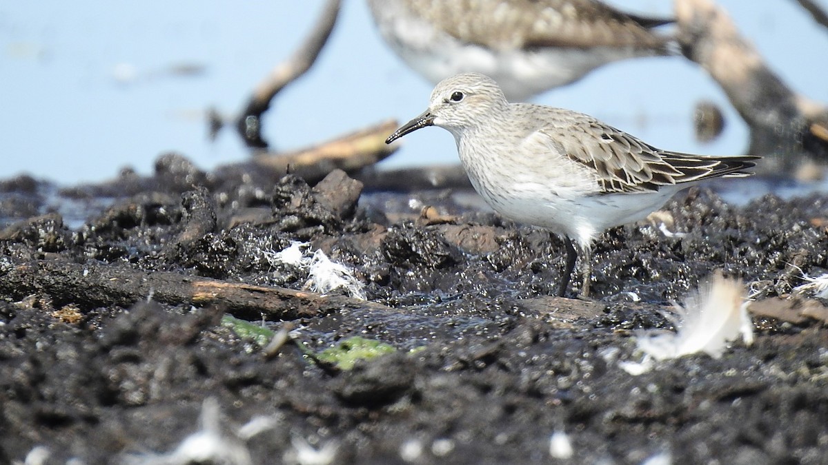 White-rumped Sandpiper - ML623281682