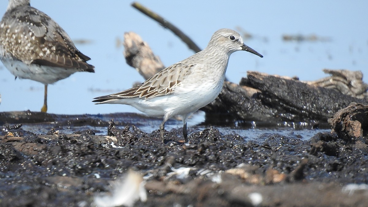 White-rumped Sandpiper - ML623281683