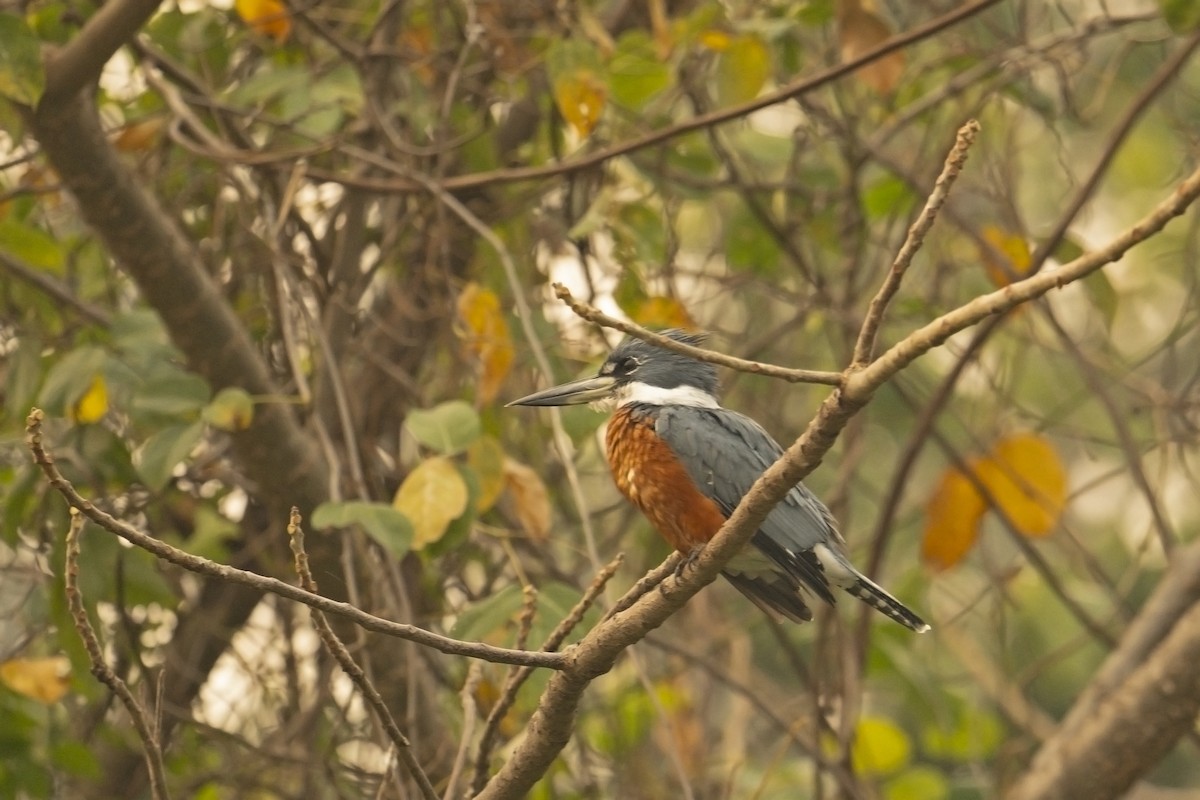 Ringed Kingfisher (Northern) - ML623281685