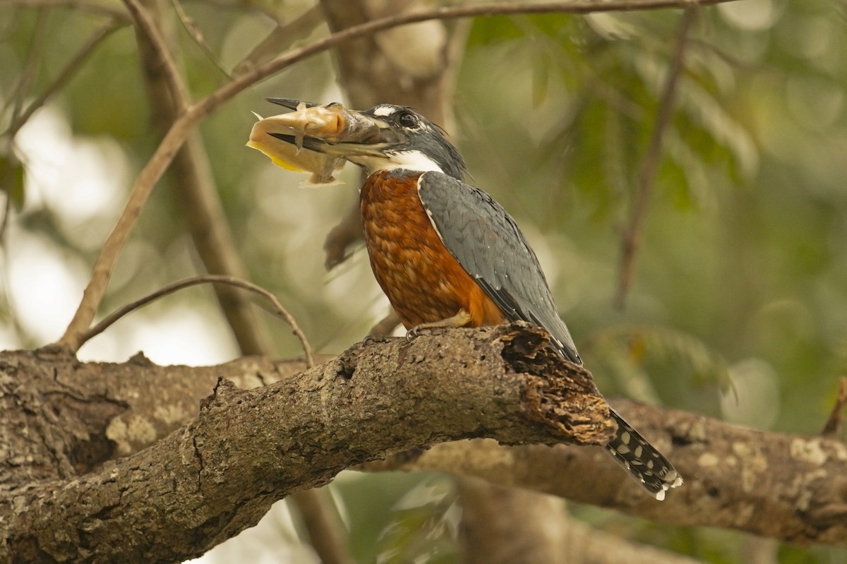 Martín Gigante Neotropical (torquata/stictipennis) - ML623281686