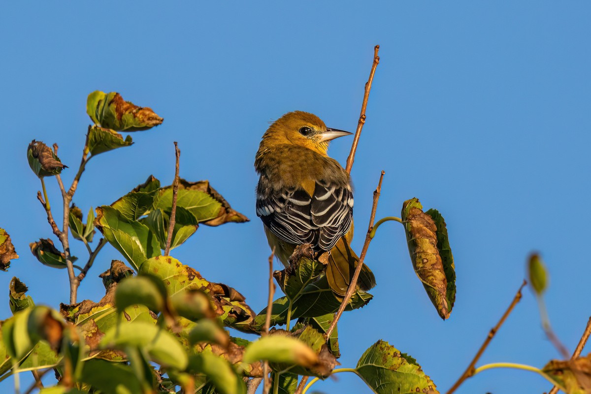 Baltimore Oriole - ML623281704