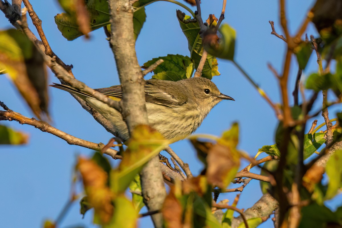Cape May Warbler - ML623281707