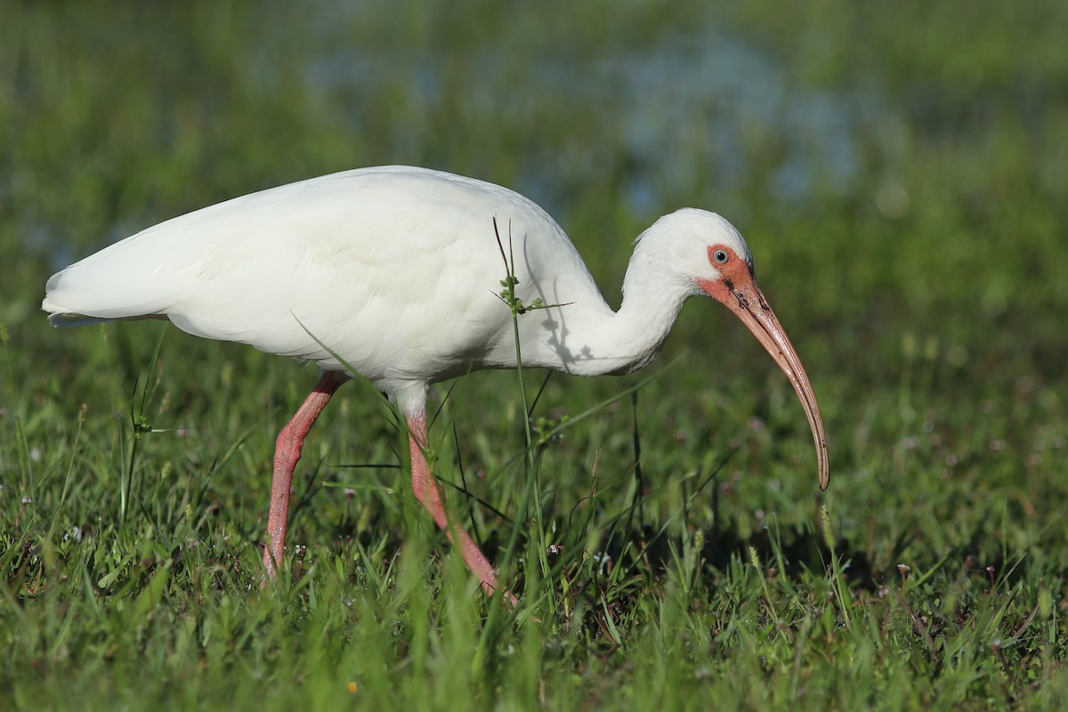 ibis bílý - ML623281726