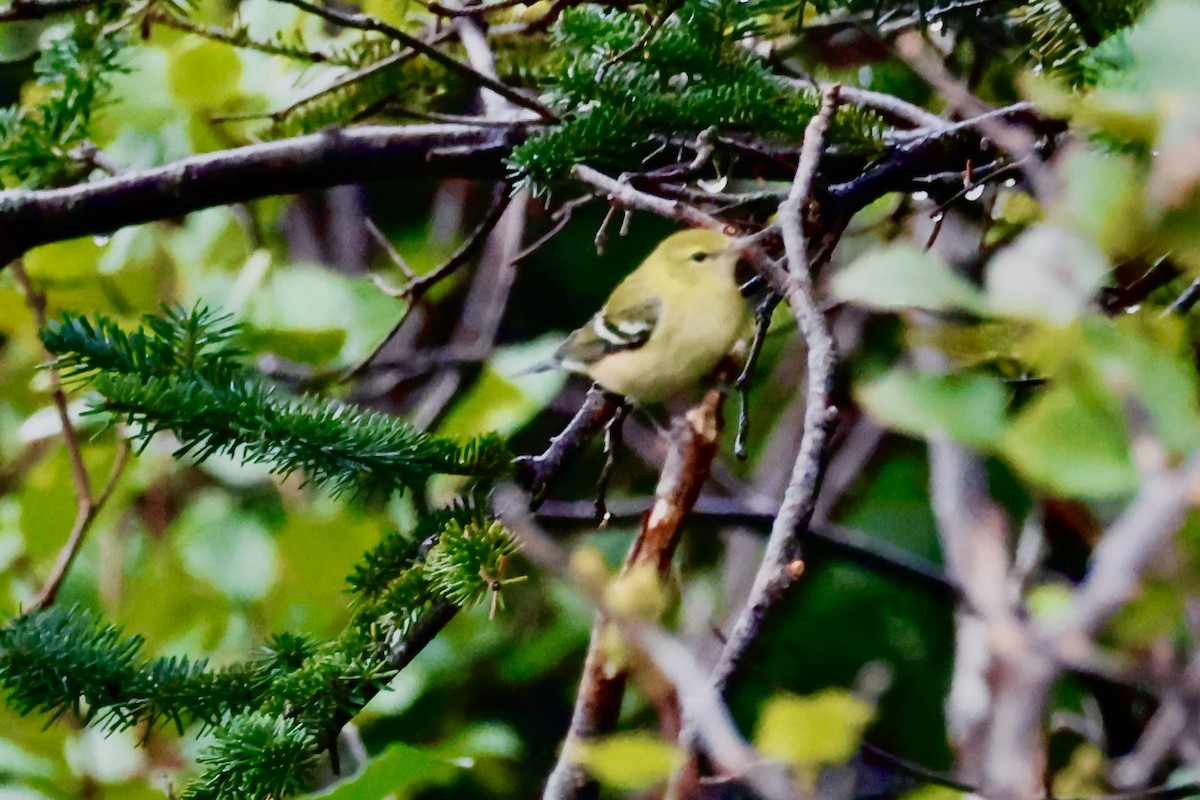 Bay-breasted Warbler - ML623281733