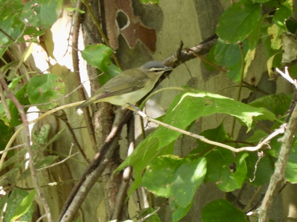 Red-eyed Vireo - ML623281777