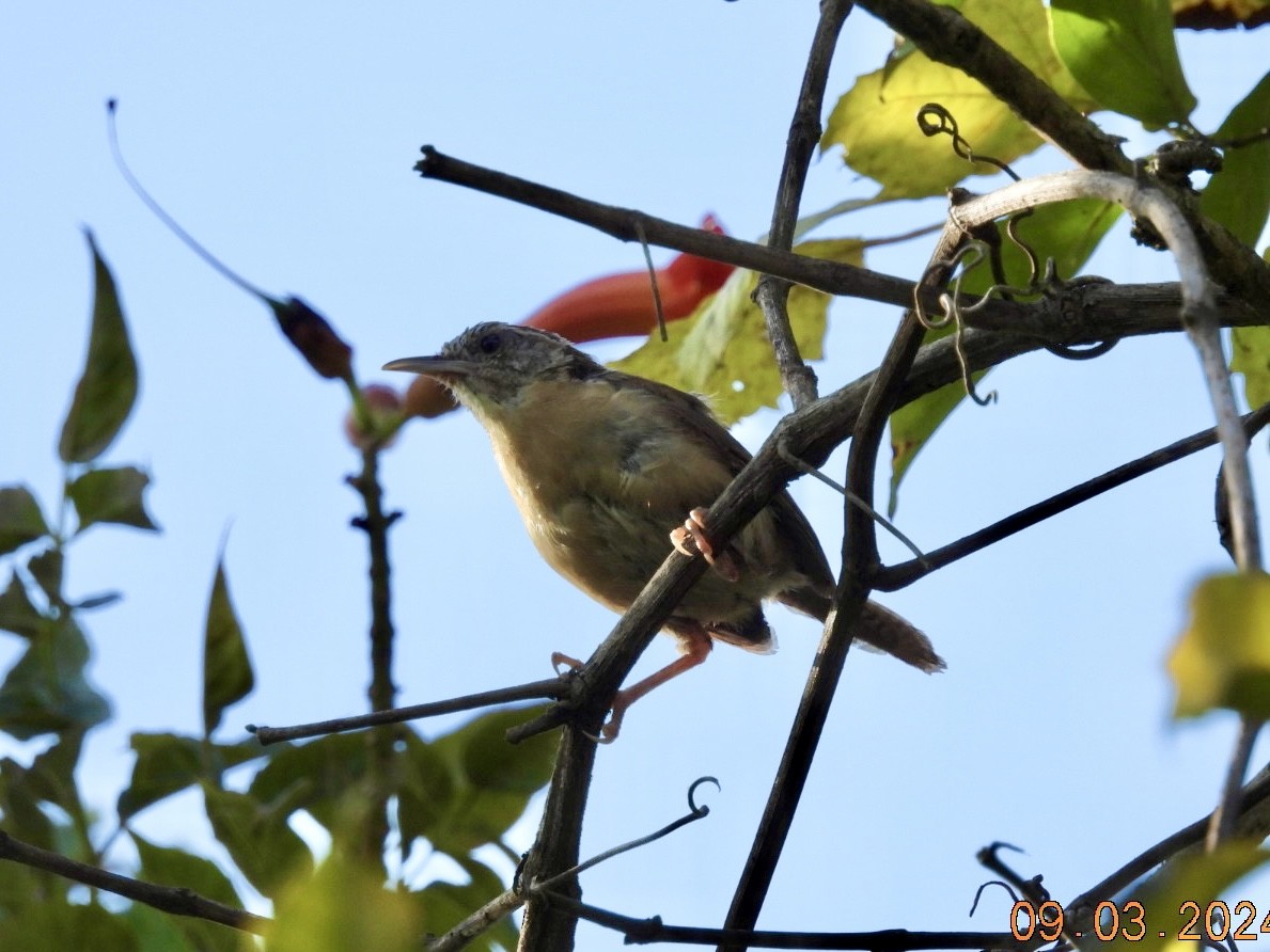 Carolina Wren - ML623281785