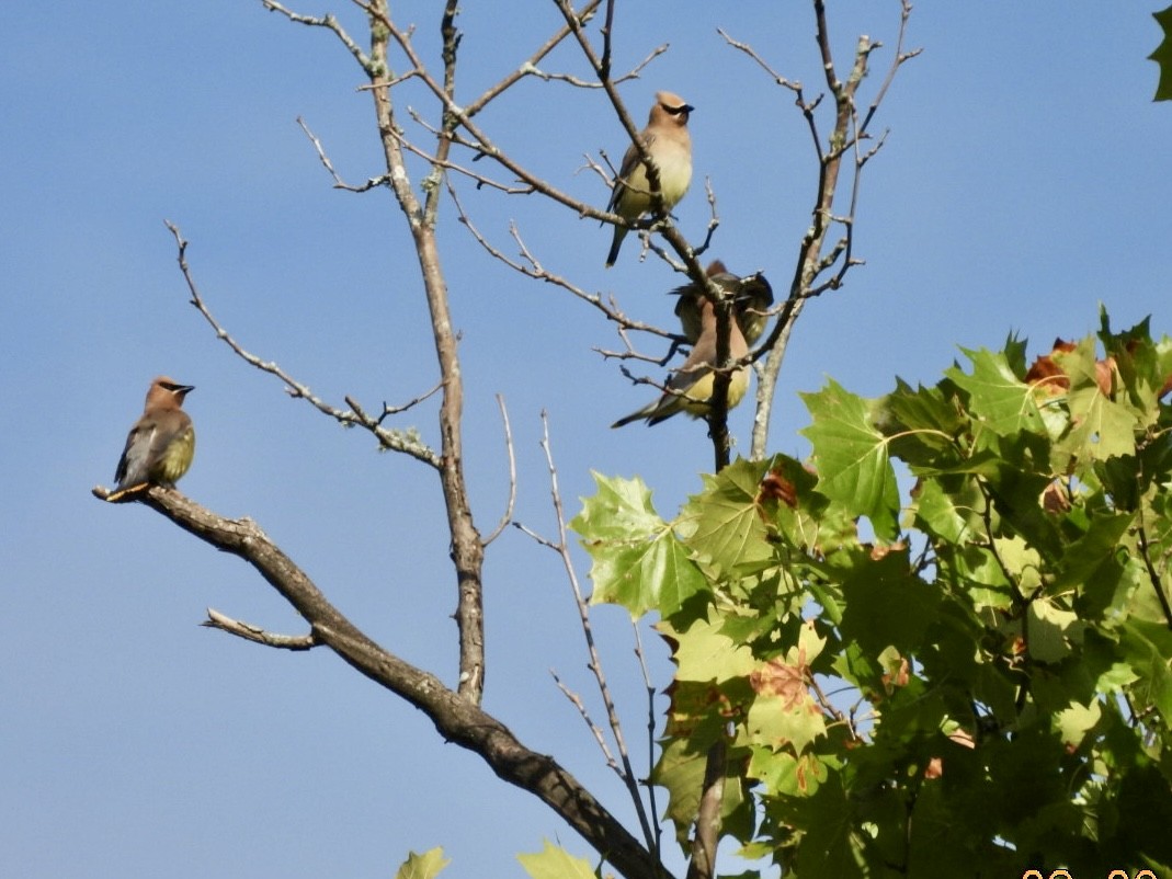 Cedar Waxwing - ML623281786