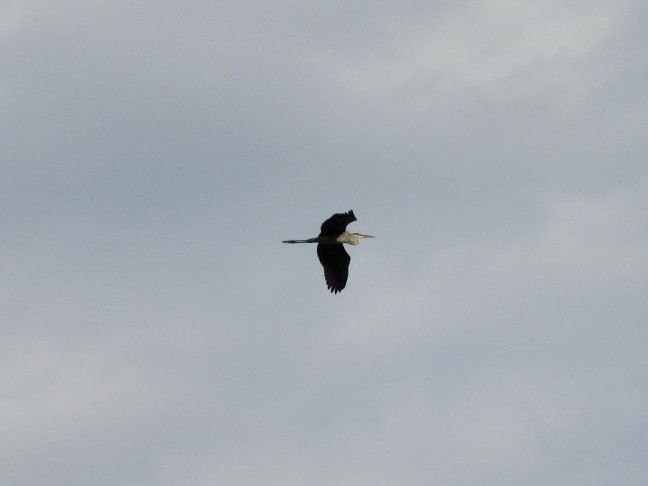 Great Blue Heron - ML623281789