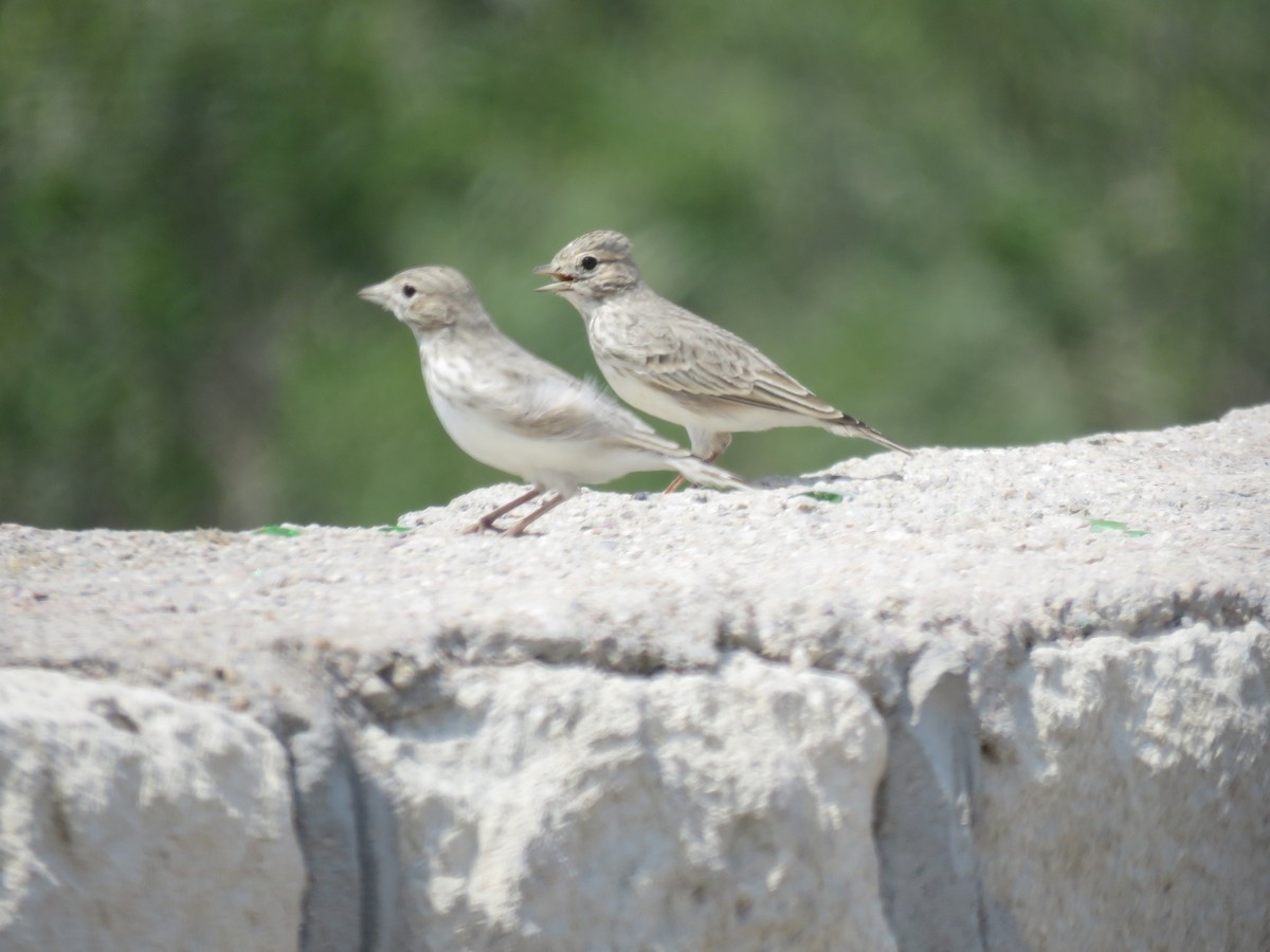 Sand Lark - ML623281810