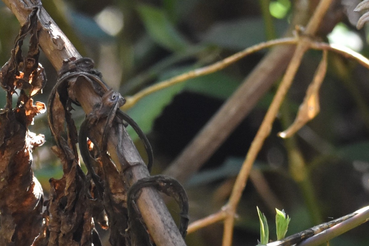 Mouse-colored Tapaculo - ML623281832