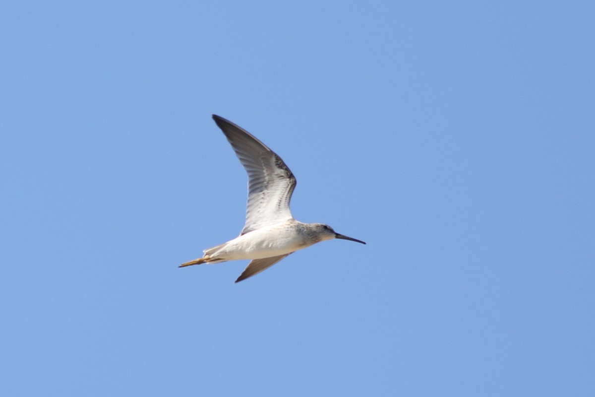 Stilt Sandpiper - ML623281851