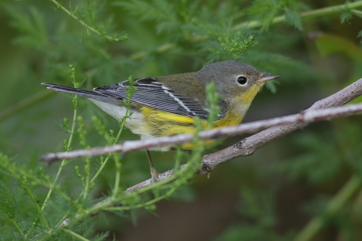 Magnolia Warbler - ML623281857