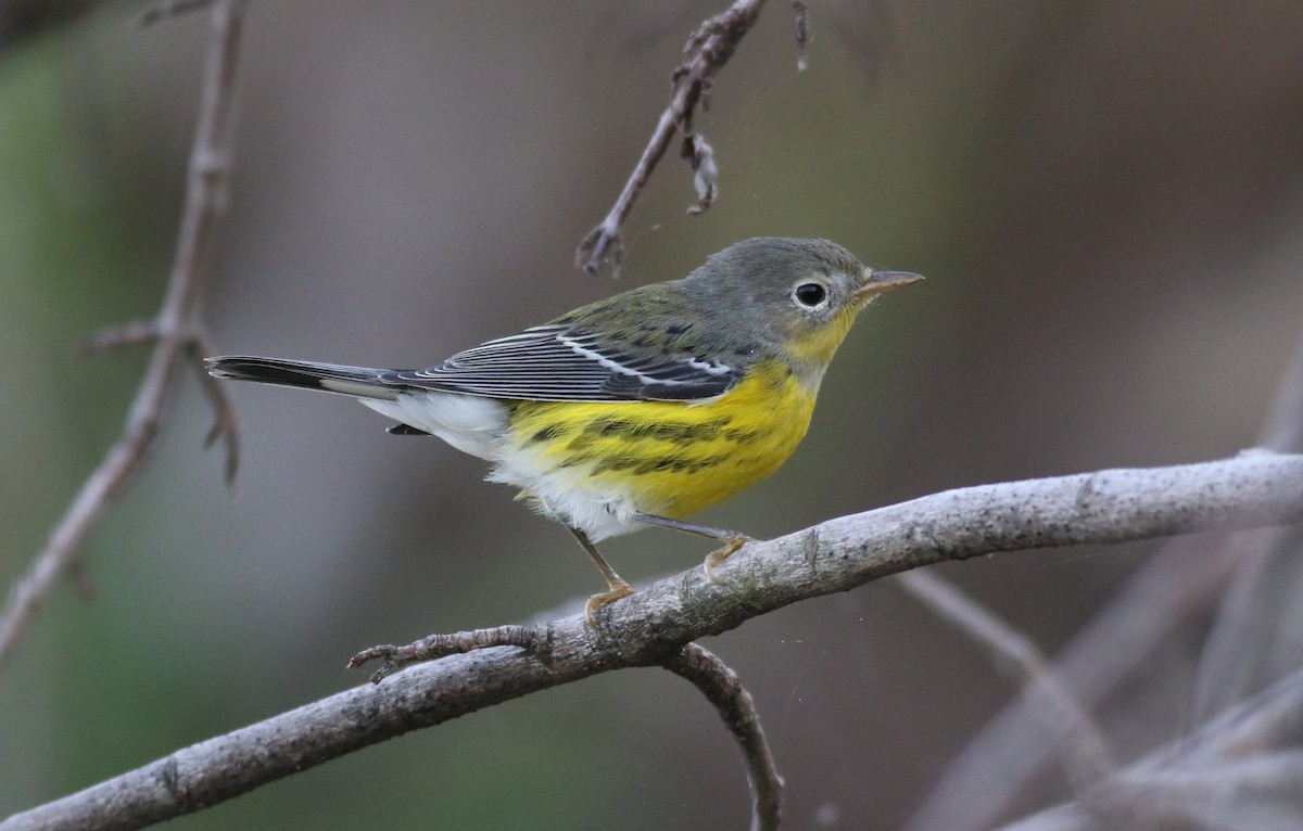 Magnolia Warbler - ML623281858