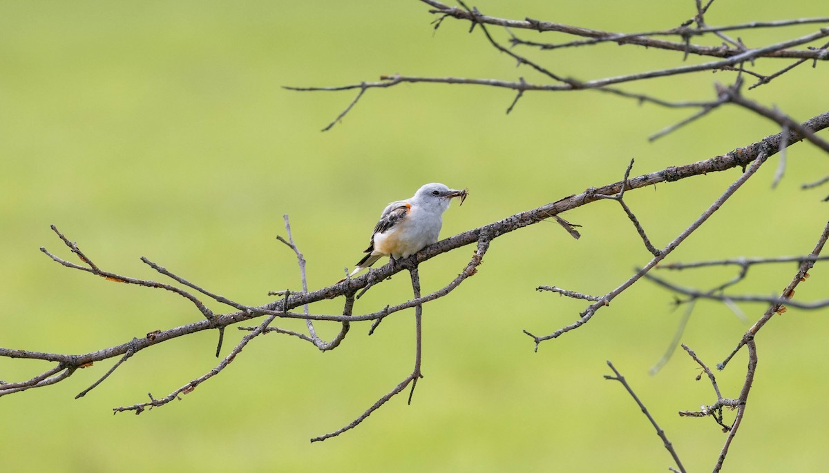 Scissor-tailed Flycatcher - ML623281877