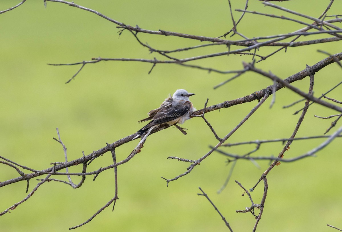 Scherenschwanz-Königstyrann - ML623281878