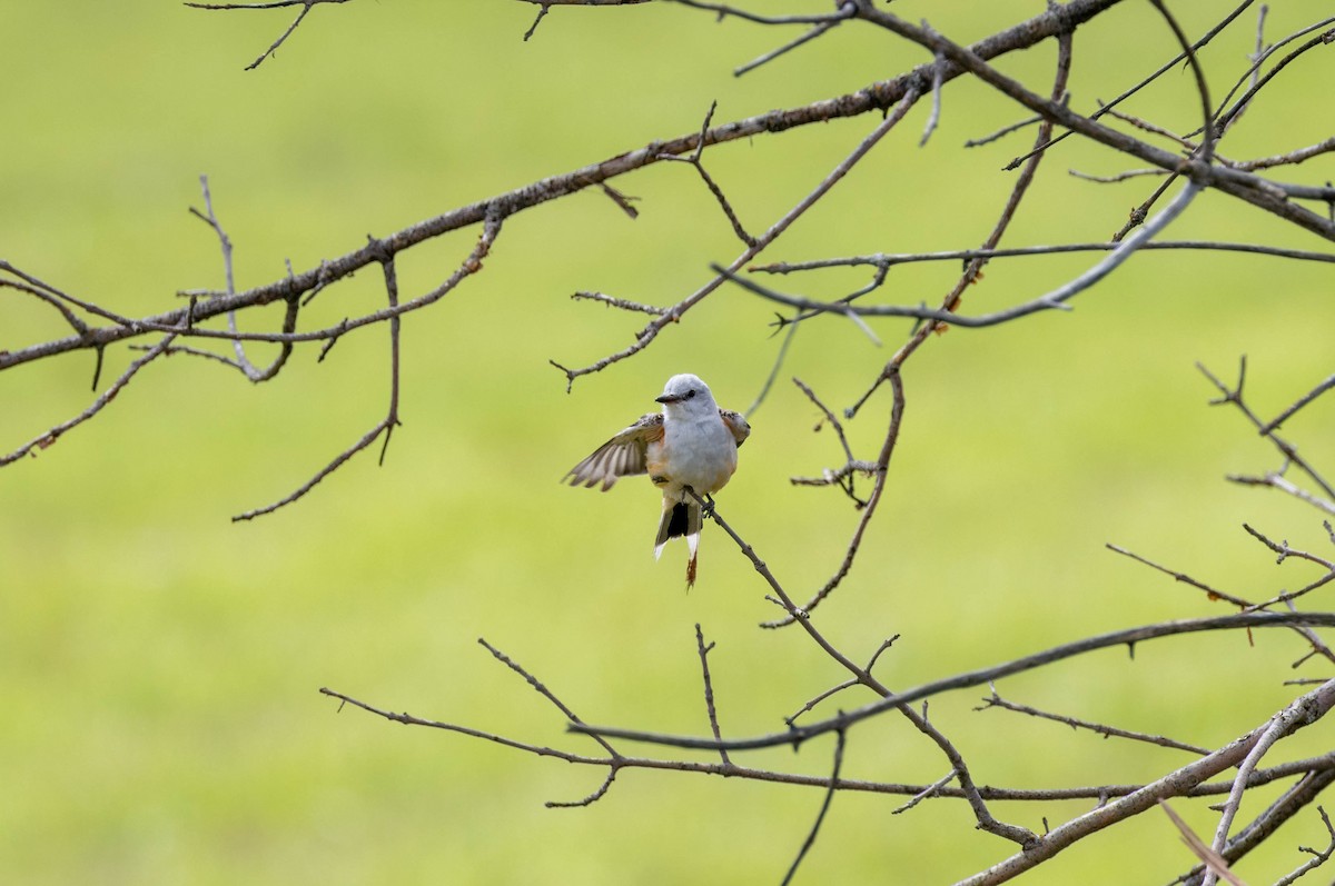 Scissor-tailed Flycatcher - ML623281881