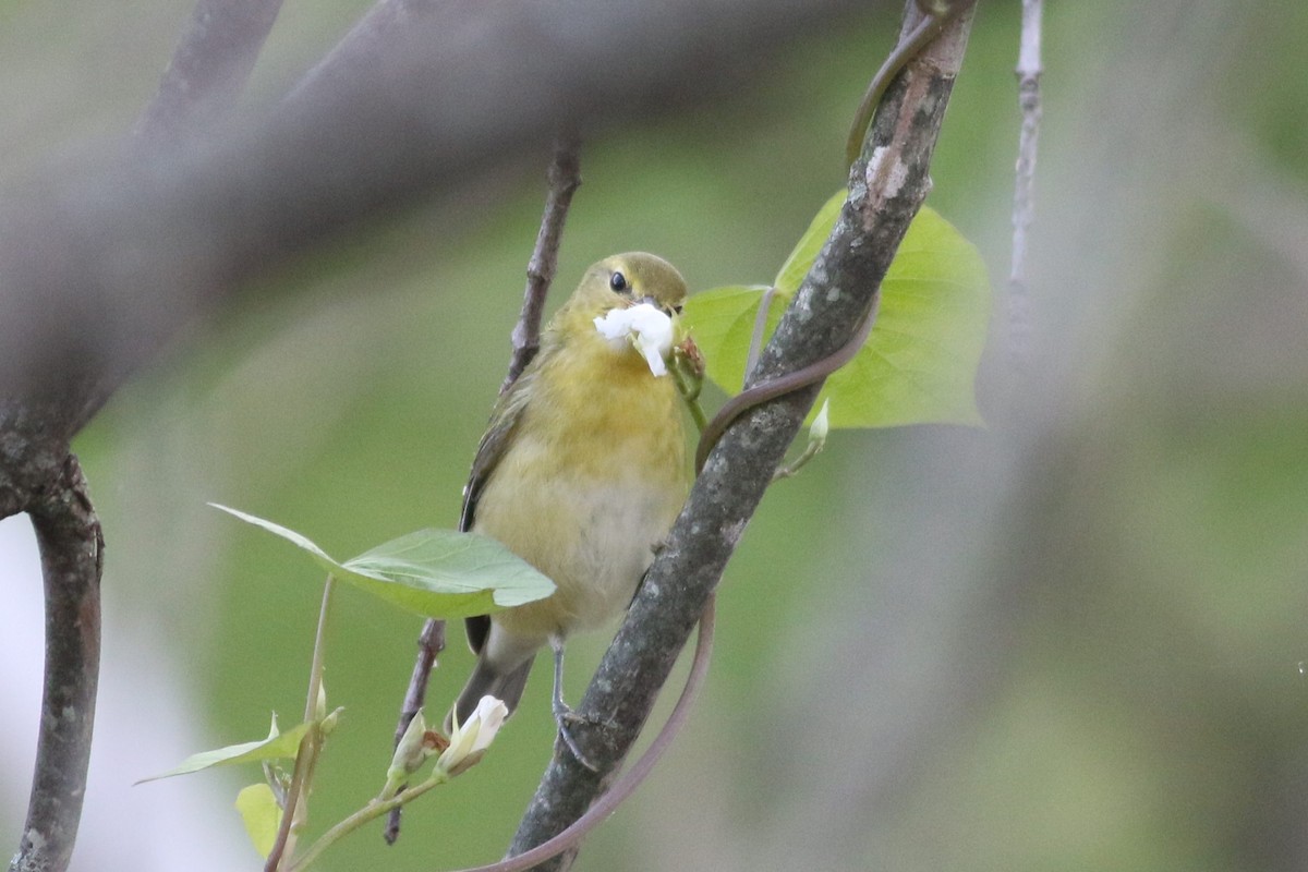 Tennessee Warbler - ML623281885