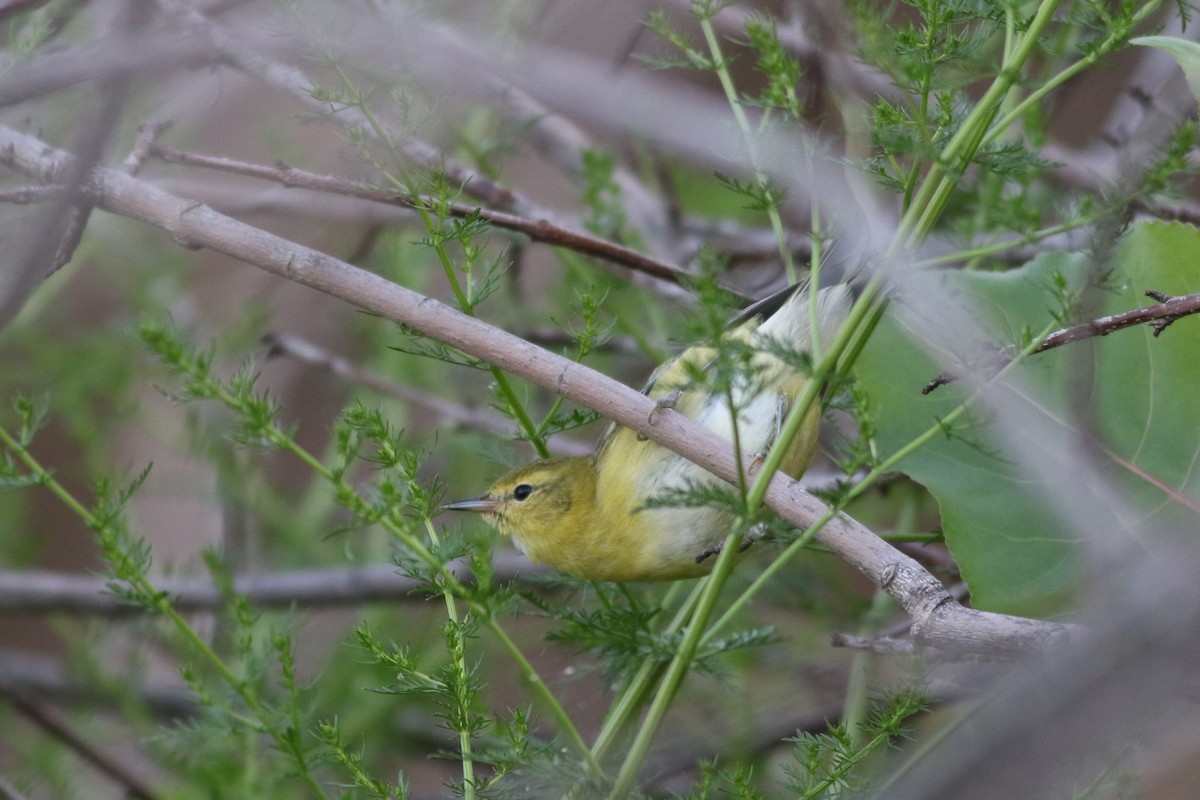 Tennessee Warbler - ML623281886