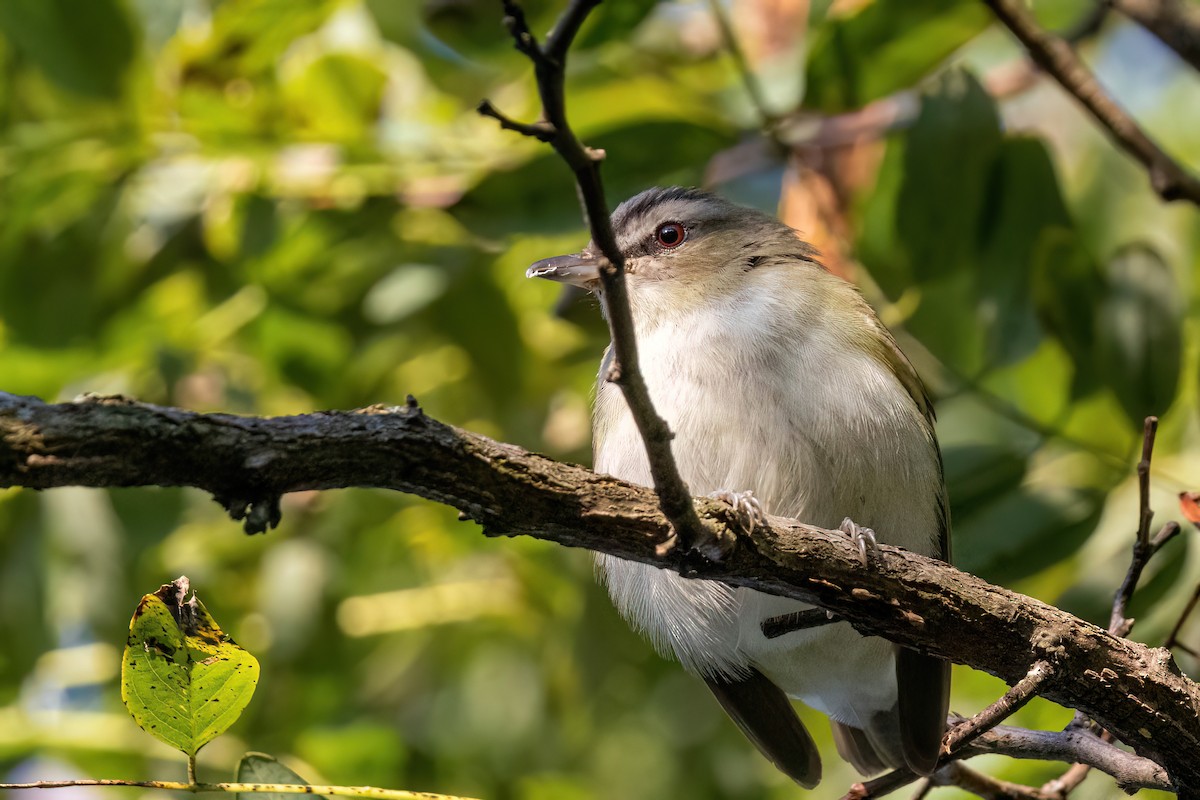 Red-eyed Vireo - ML623281892
