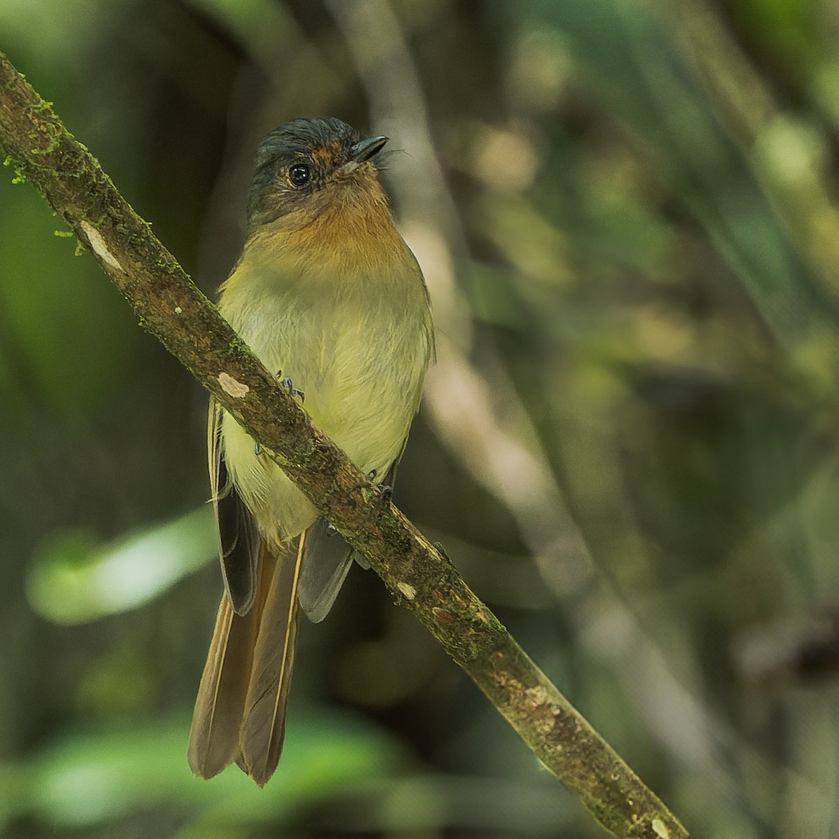 Rufous-breasted Flycatcher - ML623281895