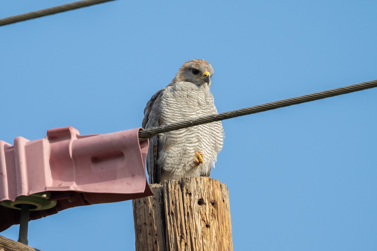 Gray Hawk - ML623281932