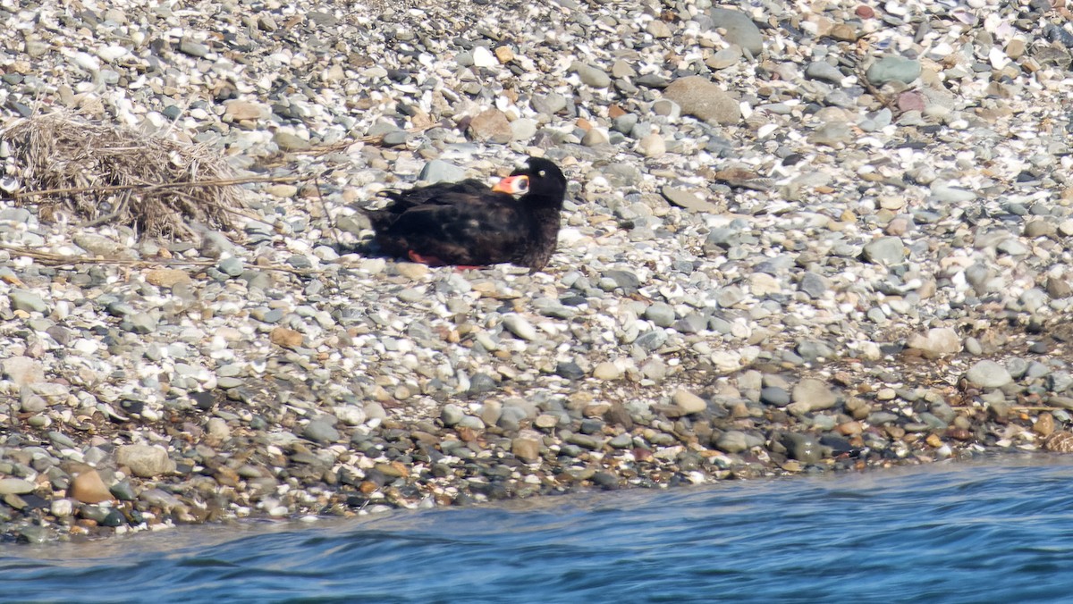 Surf Scoter - ML623281942